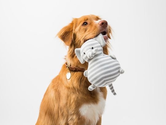 Best Pet Accessories for Dogs